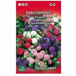 seklas-kinas-darza-astere